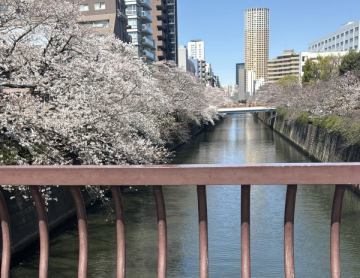 ‼️目黒川の桜‼️