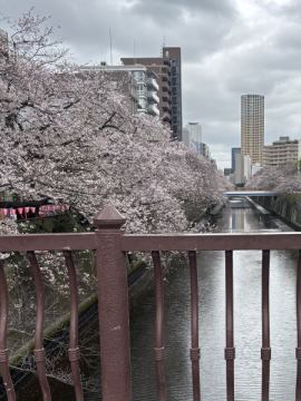 ‼️目黒川の桜‼️
