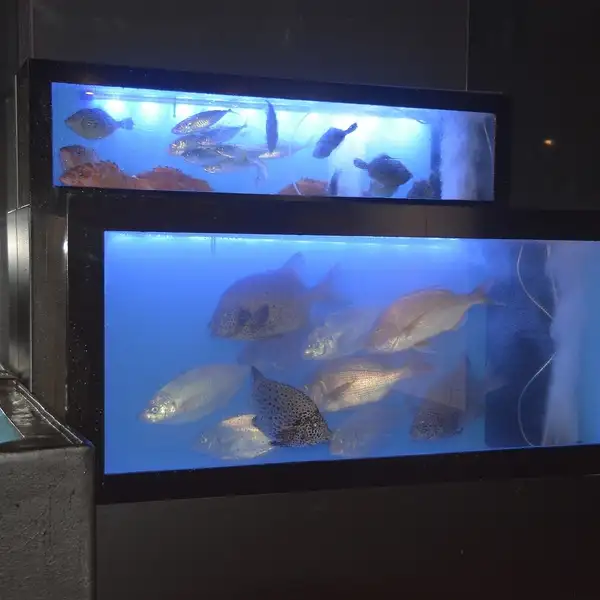 從魚缸中撈出的活魚，由工匠進行加工處理。