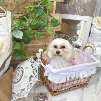 【30minites】小型犬限定☆セルフフォト貸切スタジオ撮り放題＆1ドリンク付き☆