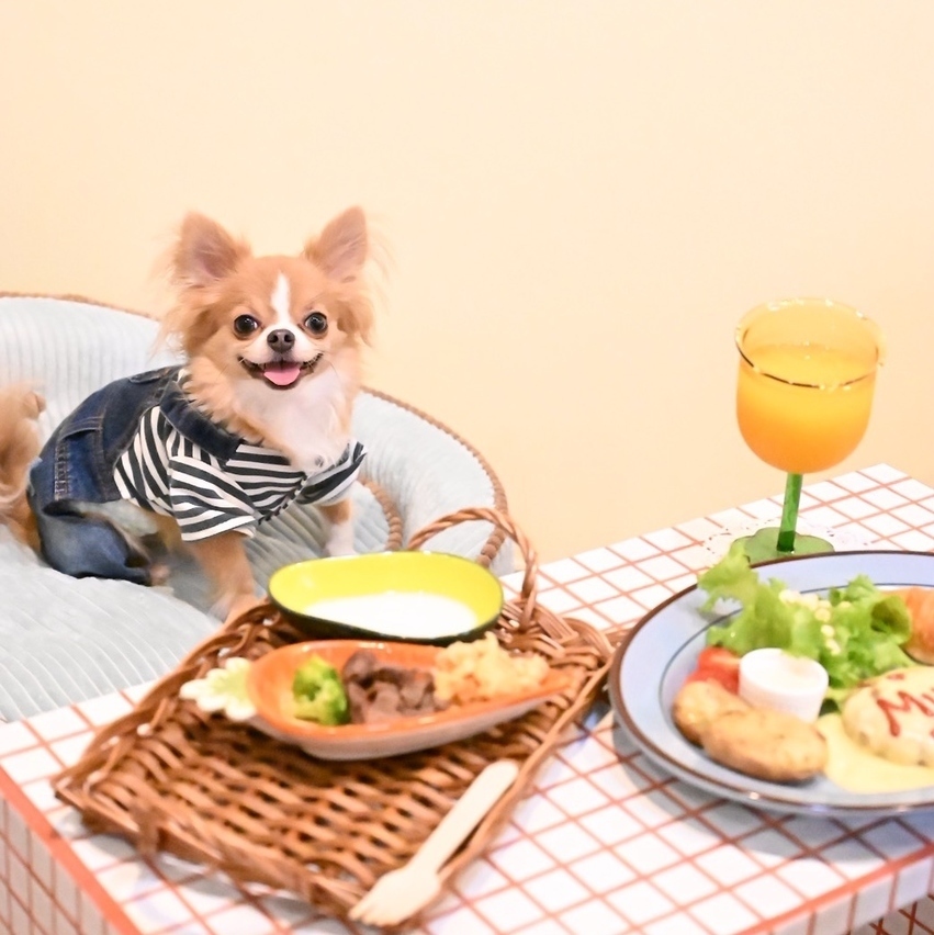 どこで撮ってもかわいい★愛犬と一緒に楽しめるカフェ空間で楽しい時間を満喫◎