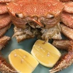 茹で毛ガニ