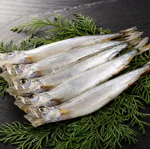 5 隻胡瓜魚