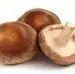 Shiitake