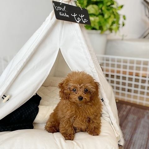 【1階】犬同伴可能なお食事を楽しむためのルールを設けております。愛犬と一緒にご利用いただく際には、来店時または予約時にスタッフへお申し付けください。お客様と愛犬が快適にお食事を楽しんでいただけるよう、ルールを守っていただくことで、安心して過ごせる環境づくりを目指しています。