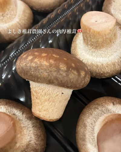 Today we would like to introduce the thick shiitake mushrooms from Yoshiki Shiitake Farm, which are served at Steak Aohige.

Beautiful, meaty shiitake mushrooms neatly arranged in rows.
It was delivered today from the northern part of the prefecture where snow still remains ☺️
Thank you as always❄️
These shiitake mushrooms are also used in the mushroom platter that accompanies Aohige's standard steak course.
A customer who came to the store yesterday was so impressed after eating it that he said, "The shiitake mushrooms were so delicious!" ☺️

This farm also produces shiitake powder and sliced shiitake mushrooms. The powder is also said to be good for adding a secret flavour to hamburger steaks. I'd love to try it out!
It seems to be a popular item sold at Yume Plaza on the main street!! Please check it out✅

Yume Plaza also has a wide selection of lunch boxes made by Beef Aohige.
Enjoy Hiroshima beef at home🥩🎶

[Steak Aohige]
Table seats: 14 seats in total
Counter seats: 9 seats in total

We offer a wide variety of course meals and single dishes.
We look forward to your online reservation or phone call 🍻
↓ ↓ ↓
※Steak Bluebeard※
〒730-0051
Hiroshima Prefecture, Hiroshima City, Naka Ward, Otemachi 1-7-23 Laforet Building 2nd floor
TEL
082-244-6611

business hours
Dinner 17:00~22:00 Lunch 11:00~15:00
Last order
Dinner 21:00 Lunch 14:00
Regular holiday
Wednesdays (except December)

#Aohige #Beef Aohige #Beef Aohige Sogo Hiroshima store #Steak Aohige #Aohige main store #Yakiniku Aohige #Hiroshima beef yakiniku Aohige #Hiroshima beef yakiniku #Hiroshima beef #Steak #Hors d'oeuvre #Gift #Lunch box #Year-end gift #I want to connect with people who like meat #Hamburg steak #Locally produced and consumed #Gift #Kumanocho #Year-end party #New Year's party #Hiroshima gourmet #Recommended Hiroshima restaurant #Hiroshima meat #Otemachi #Otemachi lunch #Otemachi dinner #Otemachi gourmet #Wagyu beef #Yoshiki shiitake mushroom