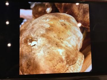 イタリア直送！生のポルチーニ茸入荷しました！