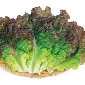 生菜