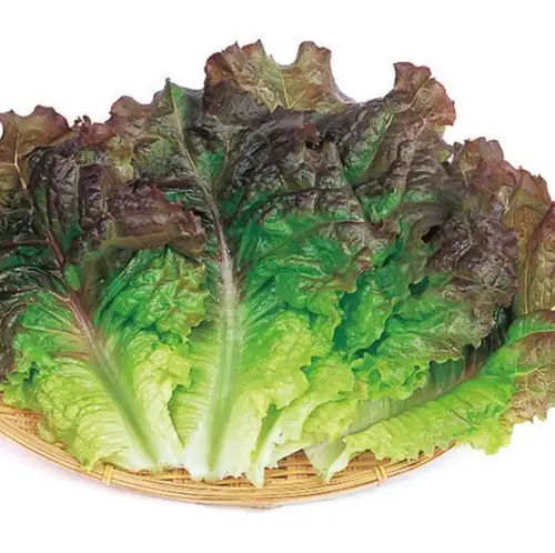 生菜