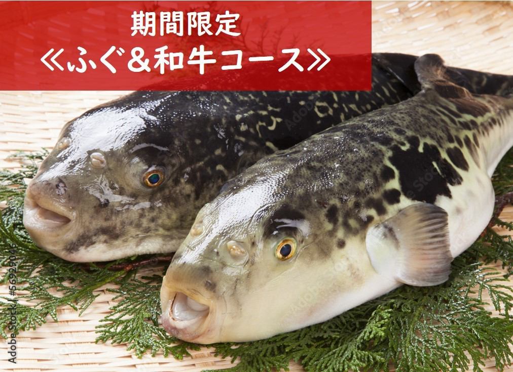 [Limited time only] Winter luxury ≪Fugu & Wagyu beef course≫ and ≪Ise lobster & Wagyu beef course≫ are recommended♪