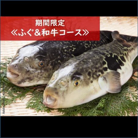 Special course available only from Sunday to Thursday [Private room guaranteed] [Luxurious dinner]...Fugu & Wagyu course 9000 yen → 7000 yen! *Drinks not included