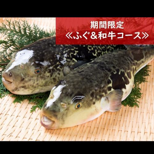 僅限週日至週四：保證包廂，尊享奢華晚餐…河豚&土佐和牛套餐，原價9000日元，現價7000日元！ *不含酒水