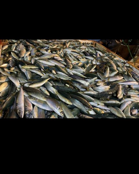 Shonan produce! We are proud of our fresh fish caught that morning! The Hokkaido specialty "Shonan fried chicken" \1300 yen, a platter of three kinds of local fish \1300 yen, and today's namero \900