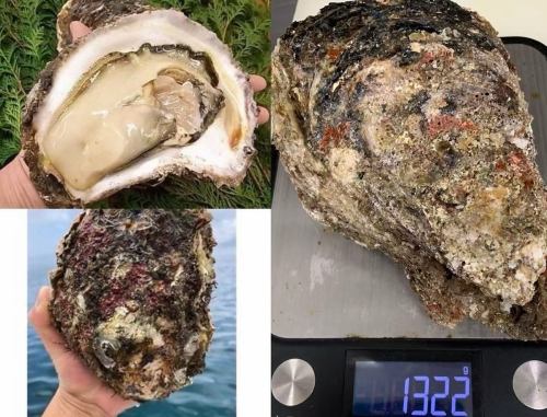 徳島県産　特大岩牡蠣　
