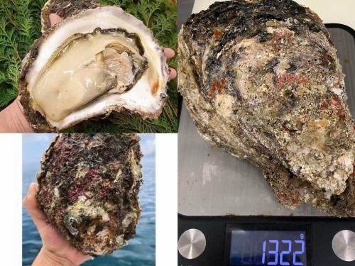 徳島県産　特大岩牡蠣