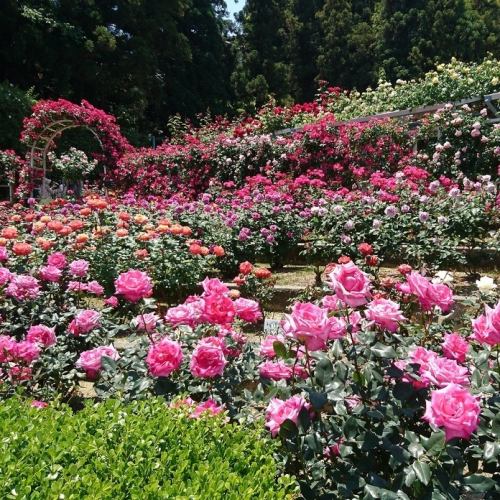 ≪Reisanji Temple Rose Garden≫