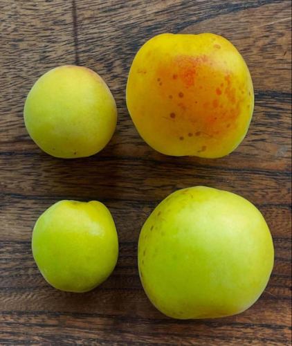 We harvested plums!

The plum tree planted by my grandparents.
This year, the tree produced many large plums, as if to say "thank you" to the two of them who passed away this year.

The second photo shows a comparison with regular plums ☺️

The plums are grown without the use of pesticides, so we will be able to make delicious plum juice around the time of the Obon festival.

#Plum #Plum juice #Plum syrup #Plum gelato
#Old-style cafe
#Gelato
#Okano Farm