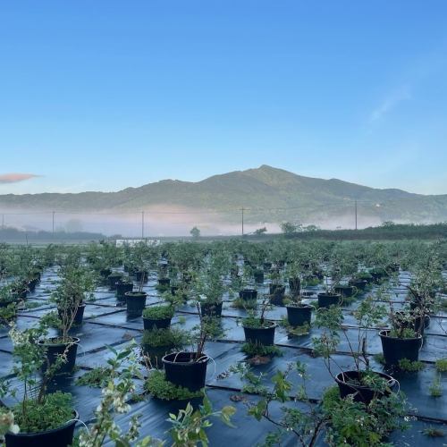 Blueberry picking experience begins at 9:00 on Saturday, June 14th!!

You can eat as many blueberries as you like, grown without any pesticides in the natural surroundings of Satoyama, while taking in the view of Mount Tsukuba!

I look forward to having a good relationship with you this year too!

1. Period: June 14th (Saturday) - Mid-August
2. Location: Blueberry Terrace Yasato (Okano Farm, 303 Yoshio, Ishioka City, Ibaraki Prefecture)
3. Opening hours: 9:00~16:00
4. Fees
Adults (junior high school students and above): 1,500 yen
Elementary school students: 1000 yen
Age 4 and over (preschool): 500 yen
Under 4 years old: Free
5. Reservations
① Jalan
② Telephone: 0299-57-3233

5.Other
・If you would like to make a reservation for both lunch in the old-style cafe and blueberry picking, please make your reservation through Hot Pepper Gourmet.
When making your reservation, please mention blueberry picking in the lunch reservation questions section.
・Please bring a hat, parasol, and water to avoid heatstroke.
・All-you-can-eat is available in the park, but takeaway is not available.Blueberries are available for purchase at the reception desk, so please feel free to use them.

#blueberries #blueberrypicking #blueberrypicking #allyoucaneatblueberries