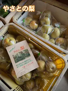 今年も梨の季節がやっ
