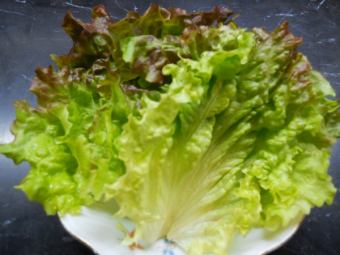 sunny lettuce