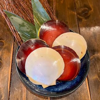 鹿児島県産　月日貝