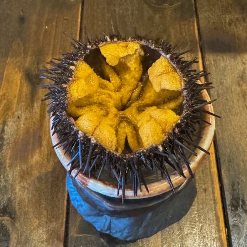 天然 殻付きウニ