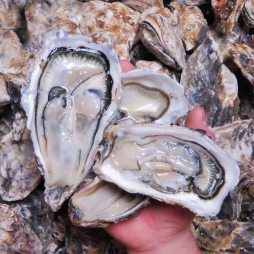 Enjoy fresh oysters to your heart's content♪