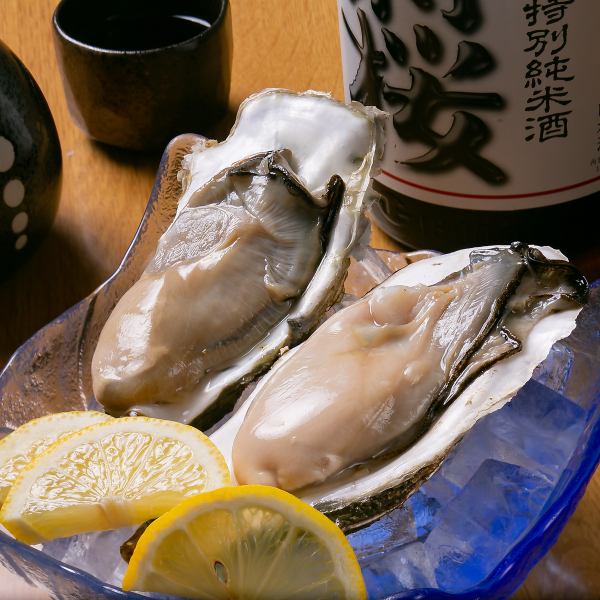 Super oversized from Akkeshi! Various oysters