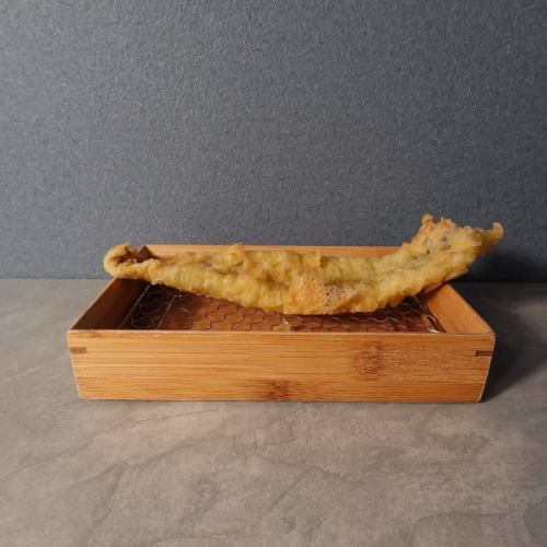 Extra large conger eel