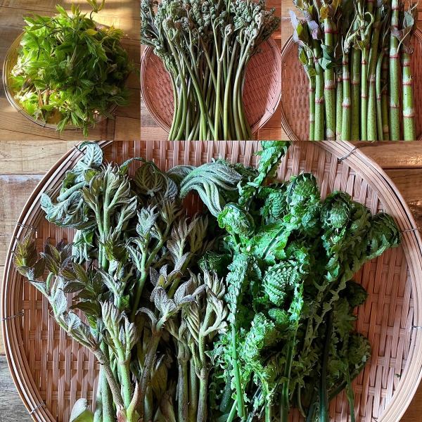 野菜料理！煮牛蒡、醋渍山牛蒡、款冬味噌、炸款冬芽、山菜煎饼、日式烧饼
