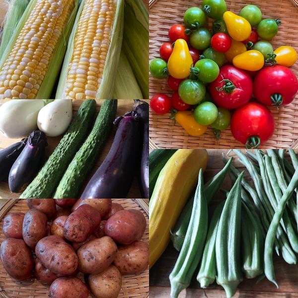 旬 夏野菜！厚木産露地野菜