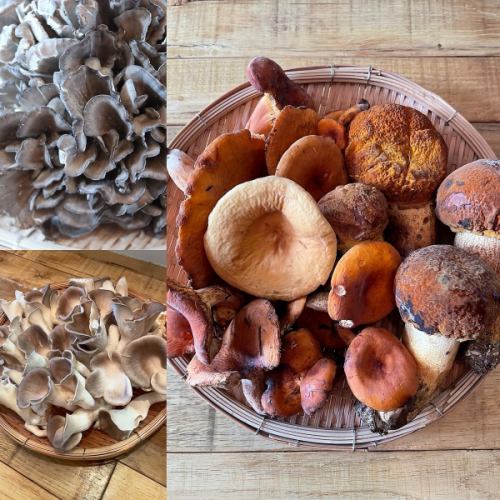 가을의 미각 산의 은혜 천연 버섯