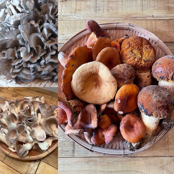 秋の味覚 山の恵み天然きのこ