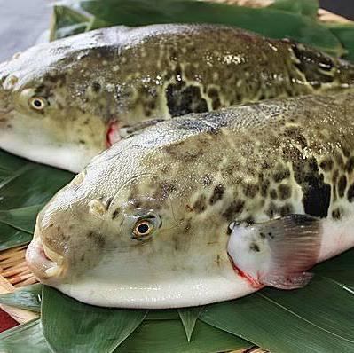 高級魚もほぼ原価でご提供