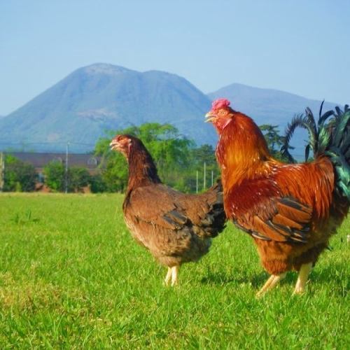 【특정 JAS 승인】 토리 마루가 자신있게 추천 할 수있는 토종 닭!