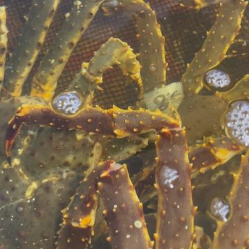 癒し系男子入荷🦀
や