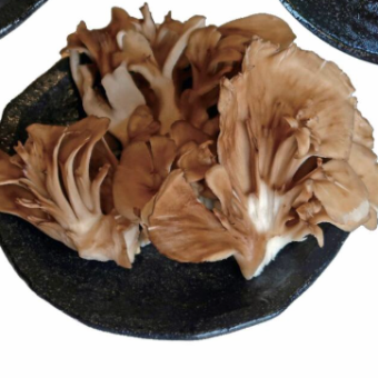 舞茸蘑菇