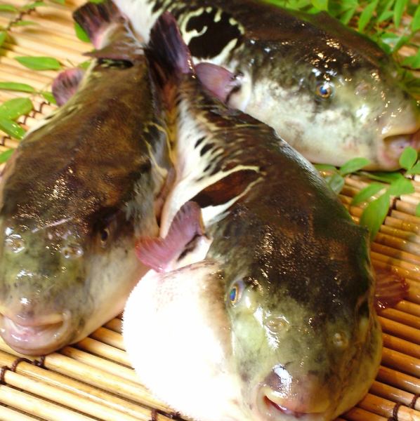 【新年派对】河豚节将于11月15日至1月底举行。【京都冬季蔬菜和河豚怀石料理】限时特价供应!