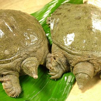 《3/1~3/末日まで》春の京野菜とすっぽん懐石 【八坂】 通常11,000円⇒7,700円!