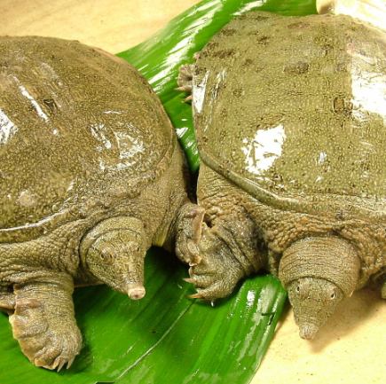 《3/1～3/末日まで》春の京野菜とすっぽん懐石　【八坂】　通常11,000円⇒7,700円！