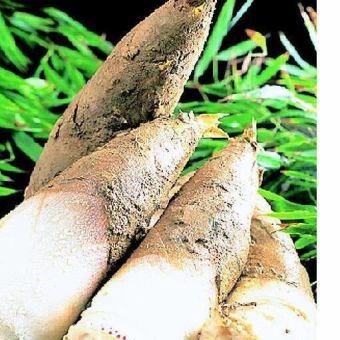 《4/1~4/末日まで》京たけのこ懐石 ≪物集女≫ 通常11,000円が7,700円に!