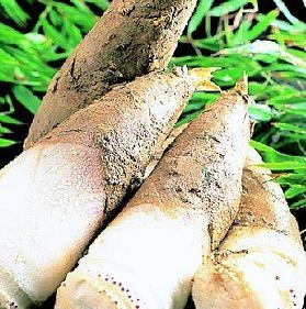 【歓送迎会】 4/1~4/末まで、京たけのこ祭り。京都 樫原産 幻の白子の筍を使用した、贅沢グルメです