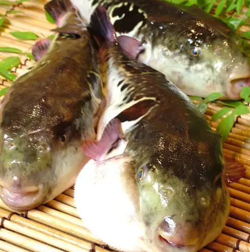 [Year-End and New Year's Party] Fugu Festival from November 15th to the end of January!