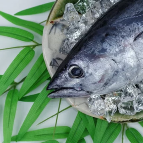 [The course menu is the best deal] For an additional 1,000 yen, you can add "whole bonito sashimi" to your course of choice! (Reservation required by the day before)