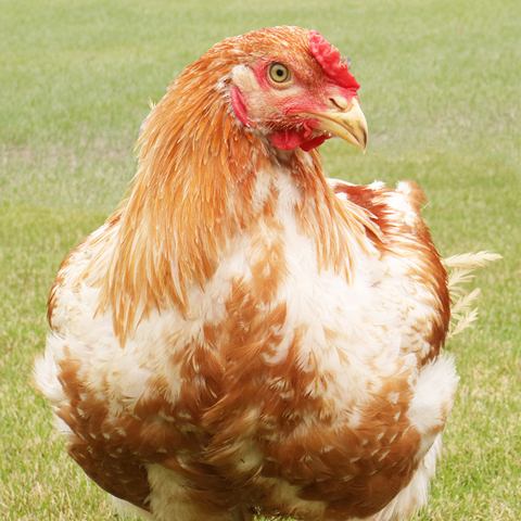 Tokushima Prefecture's famous chicken, Awaodori Chicken!