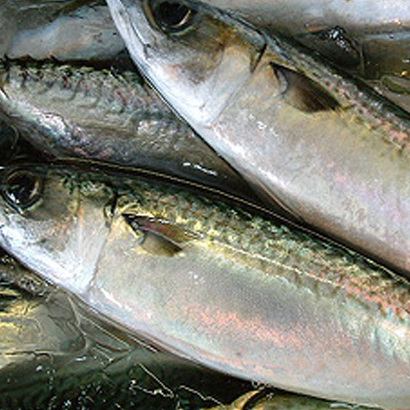 Fresh! We use freshly caught mackerel!