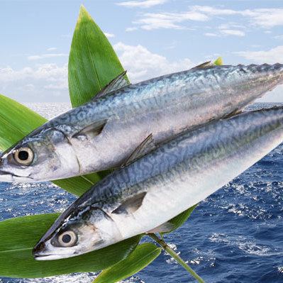 Mackerel nutrition