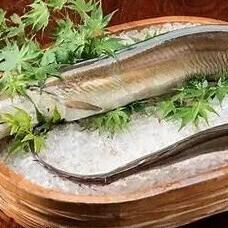 Enjoy a special course featuring seasonal conger eel (hamo)! Enjoy shabu-shabu and many other conger eel dishes! 7000 yen (tax included)