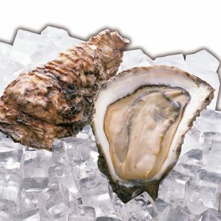 Raw oysters from Hyogo Prefecture