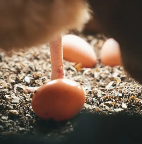 自然養鶏で育てられたストレスフリーの鶏たちから産まれる、自社ブランドのプラチナたまご